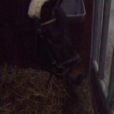 Dansk Varmblod Don lucifer di maltractare