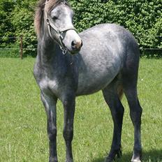 Connemara Rhinstrøm's Peachy Pearl