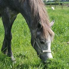 Connemara Rhinstrøm's Peachy Pearl