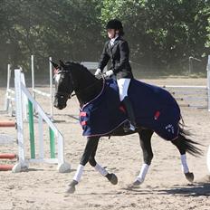 Hannoveraner Gildbjerg´s Black Chanti