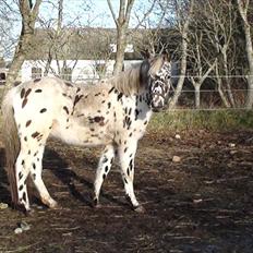 Anden særlig race Hot Spot