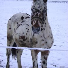 Anden særlig race Hot Spot