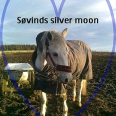 Anden særlig race Søvinds Silvermoon <3 R.I.P <3 :'(
