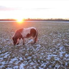Shetlænder Askepot solgt