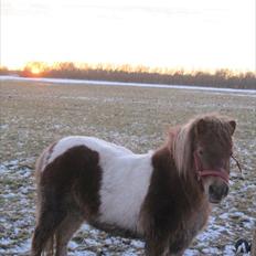 Shetlænder Askepot solgt