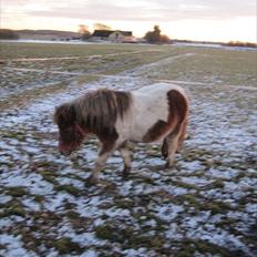 Shetlænder Askepot solgt