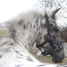 Appaloosa Night-Shift
