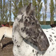 Appaloosa Night-Shift