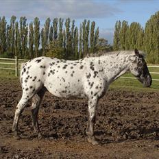 Appaloosa Night-Shift