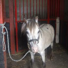 Anden særlig race Hugo