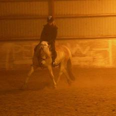 Tyroler Haflinger Bonny