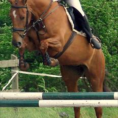 Hannoveraner Ff Crystal-Rock 