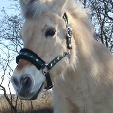 Fjordhest MUSSE ( Dejlig Pige)