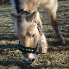 Fjordhest MUSSE ( Dejlig Pige)