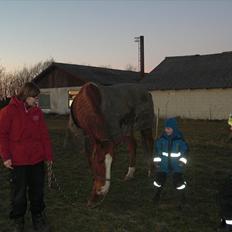 Dansk Varmblod Wonder Dancer