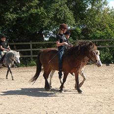 Islænder blanding Sigurd ¤Fortid¤