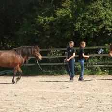 Islænder blanding Sigurd ¤Fortid¤