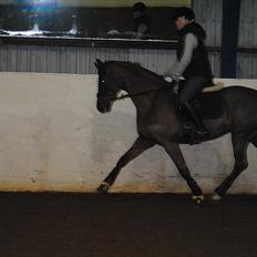 Dansk Varmblod Daner flying doll