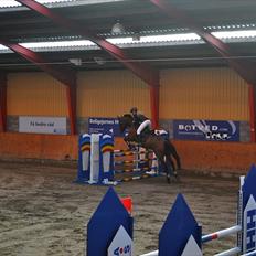 Svensk Varmblod A-tack