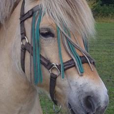 Anden særlig race Oliver