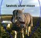 Anden særlig race Søvinds Silvermoon <3 R.I.P <3 :'(