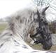 Appaloosa Night-Shift