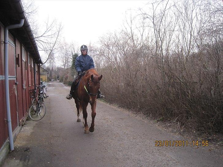 Dansk Varmblod No rain to day Frede - Mig og Frede på vej på tur :) billede 20