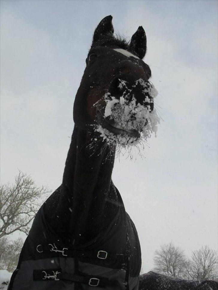 Fuldblod (XX) Valliang *Min stjerne* - Jeg elsker sne :D billede 12