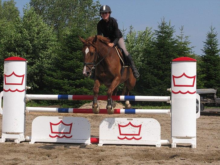 Pinto Araber Kjærgaards  charmeurSOLGT billede 12