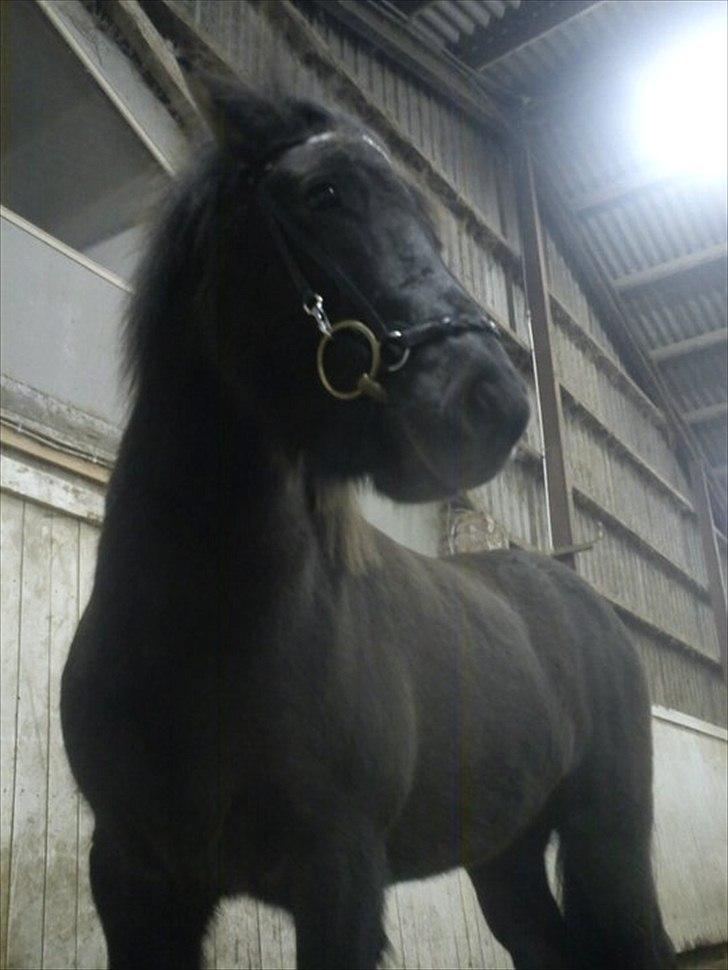 Islænder Óður fra Nautrup  [tidl.hest] billede 14