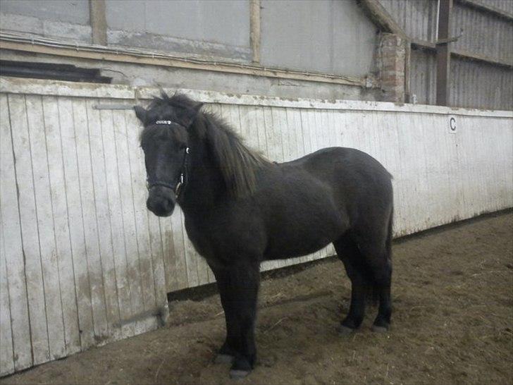 Islænder Óður fra Nautrup  [tidl.hest] billede 15