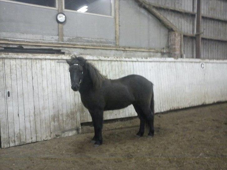 Islænder Óður fra Nautrup  [tidl.hest] billede 16