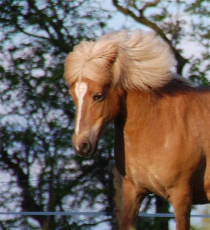 Islænder Djürfung fra Fårup - <3 billede 2
