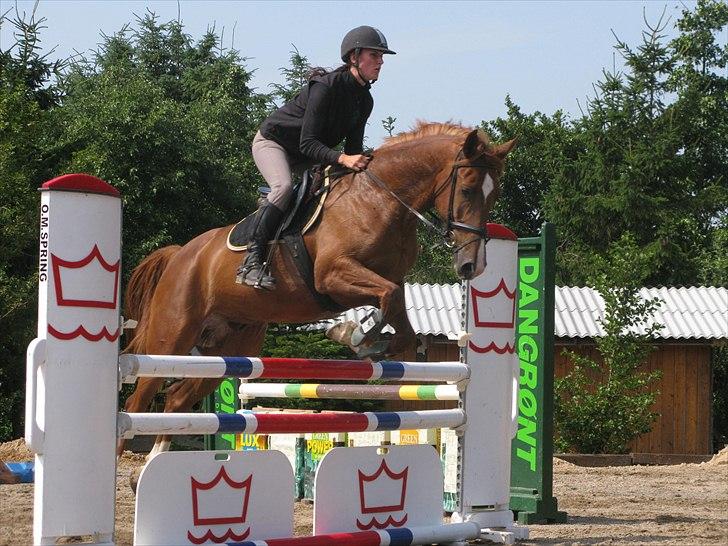 Pinto Araber Kjærgaards  charmeurSOLGT billede 13