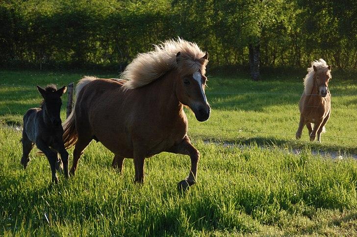 Islænder Djürfung fra Fårup billede 3