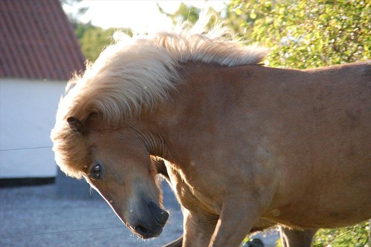 Islænder Djürfung fra Fårup billede 4