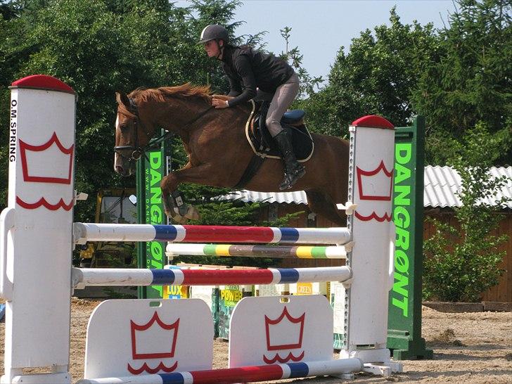 Pinto Araber Kjærgaards  charmeurSOLGT billede 14