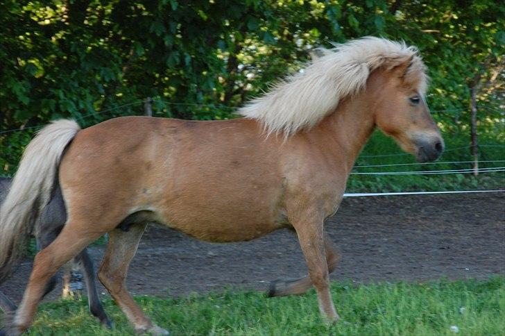 Islænder Djürfung fra Fårup billede 5