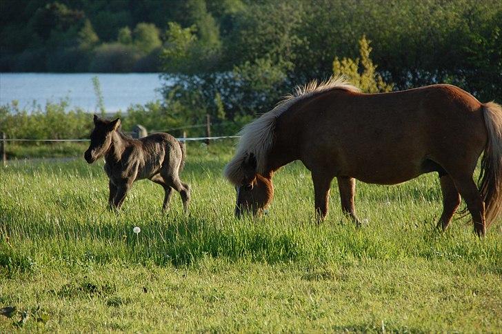 Islænder Djürfung fra Fårup billede 6