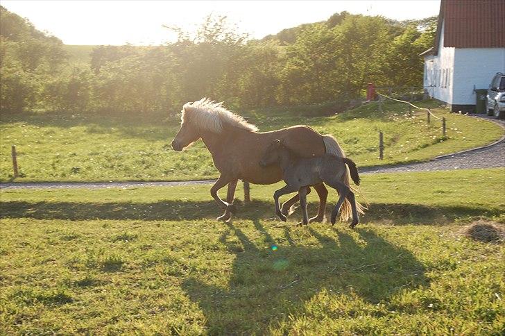 Islænder Djürfung fra Fårup billede 7