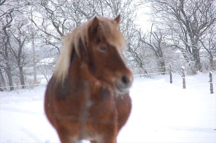 Islænder Djürfung fra Fårup billede 8