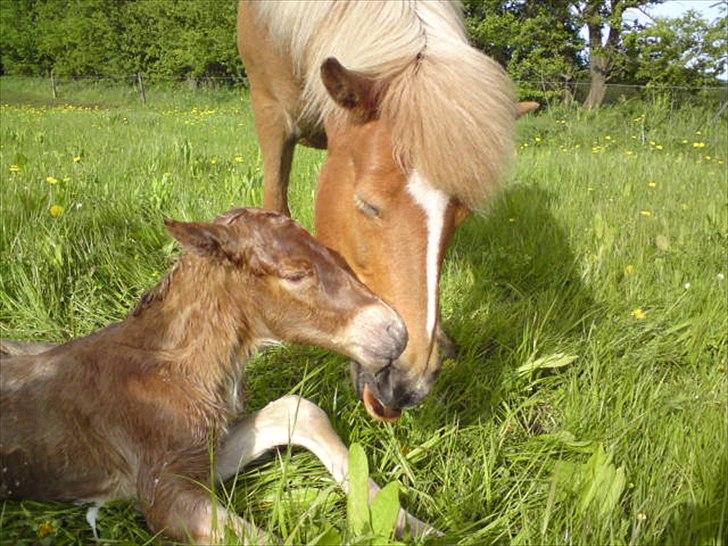 Islænder Djürfung fra Fårup billede 9
