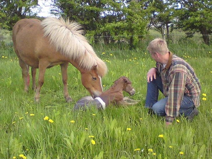 Islænder Djürfung fra Fårup billede 10