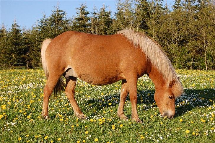 Islænder Djürfung fra Fårup billede 11