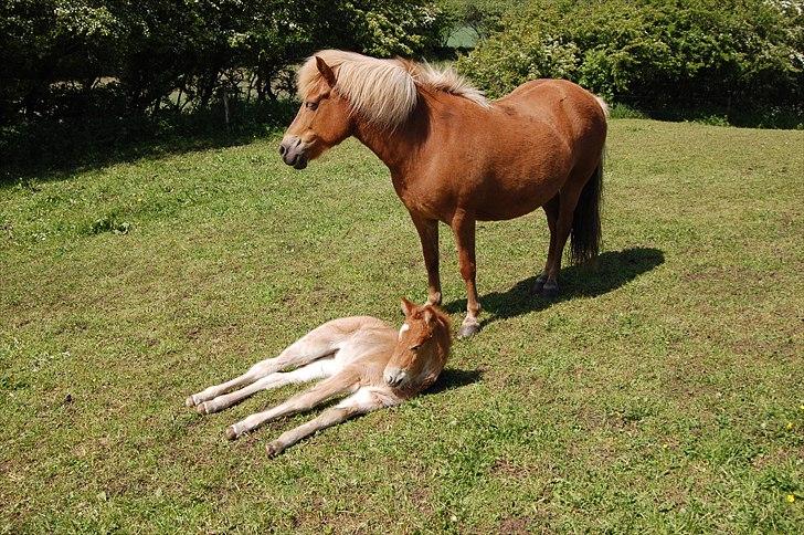 Islænder Djürfung fra Fårup billede 12