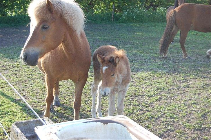 Islænder Djürfung fra Fårup billede 13