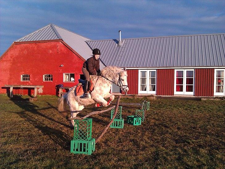 Anden særlig race Cavalir - Mig og kalle springer der hjemme selvom det ikke er så højt:D billede 19