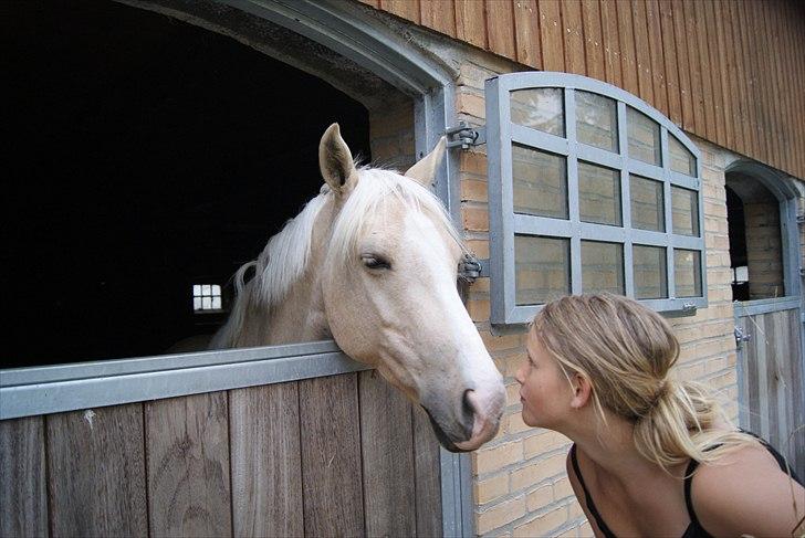 Tysk Sportspony Lolita A-pony* billede 12