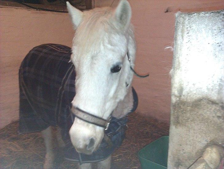 Anden særlig race Cavalir billede 20