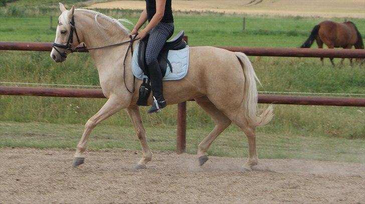 Tysk Sportspony Lolita A-pony* billede 8